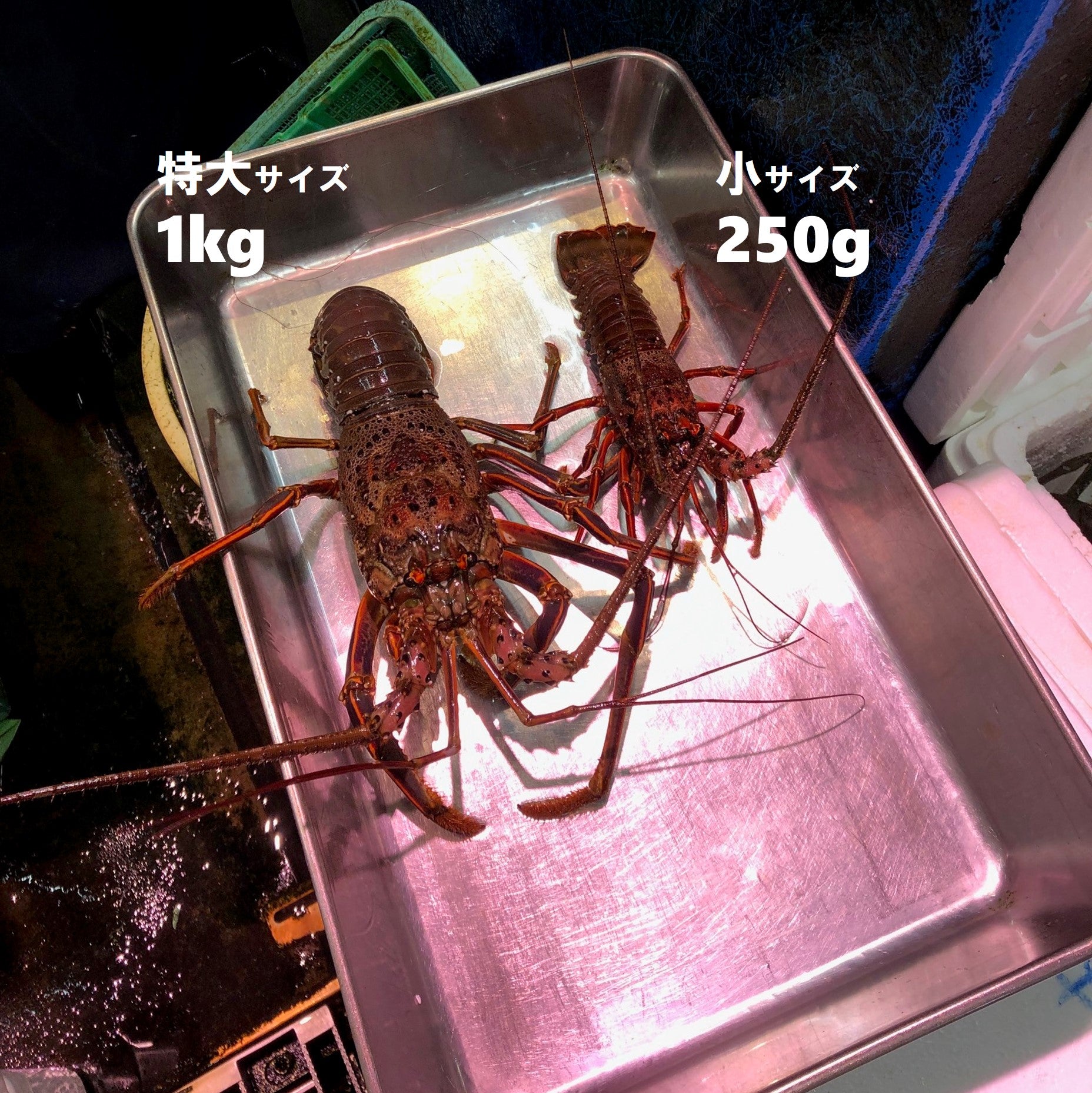 鮮魚通販［豊洲 Okawari鮮魚店］活伊勢海老 伊勢エビ 国産（伊勢・紀伊