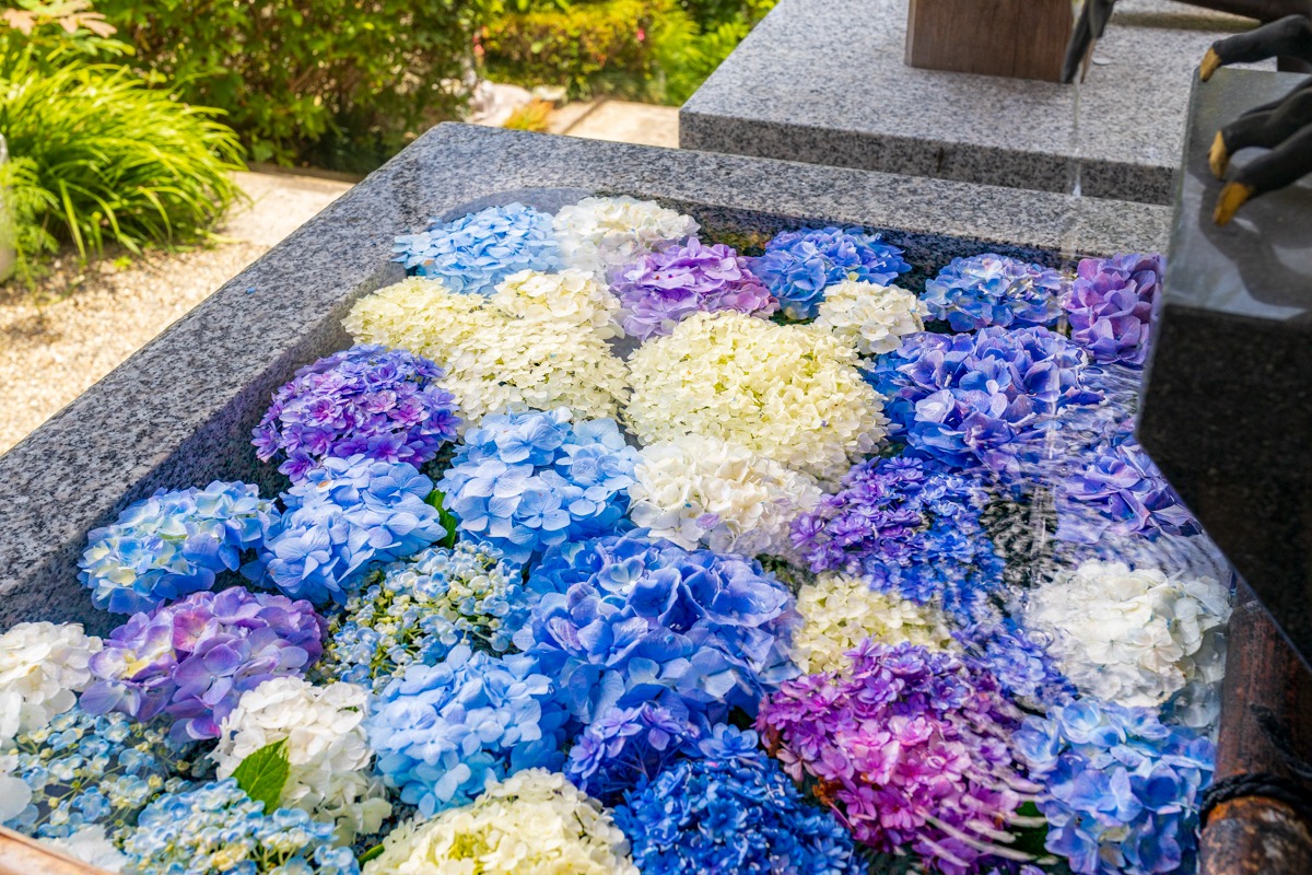 備前あじさい寺「大瀧山西法院」で紫陽花が見頃！かわいい猫の副住職