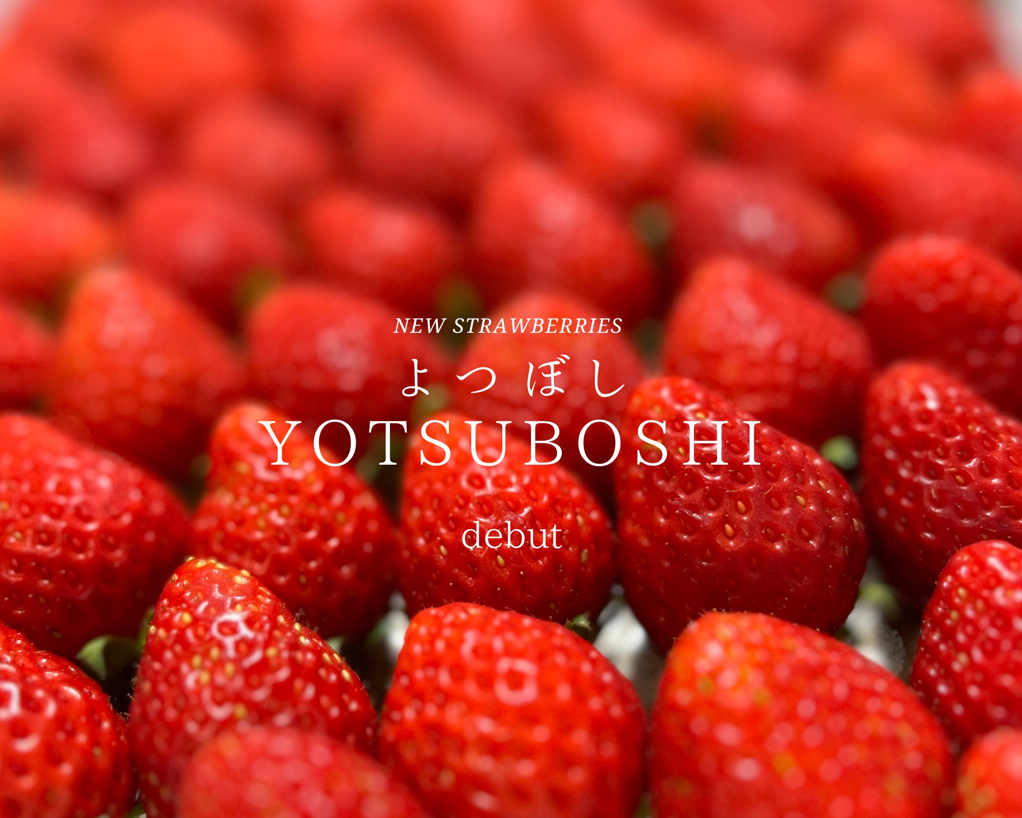 夏秋いちご 甘くて美味しい完熟いちごの通販｜Mt.Berry奥日光