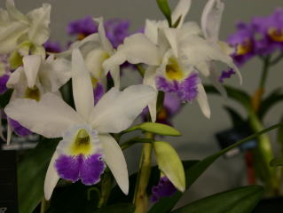 世界らん展日本大賞2004 カトレア交配種 Japan Grand Prix