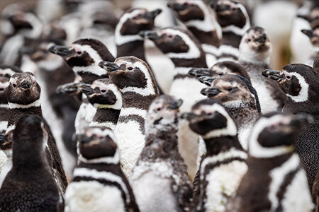 4月25日は「世界ペンギンの日」!「The Penguin Passion Party!」を開催