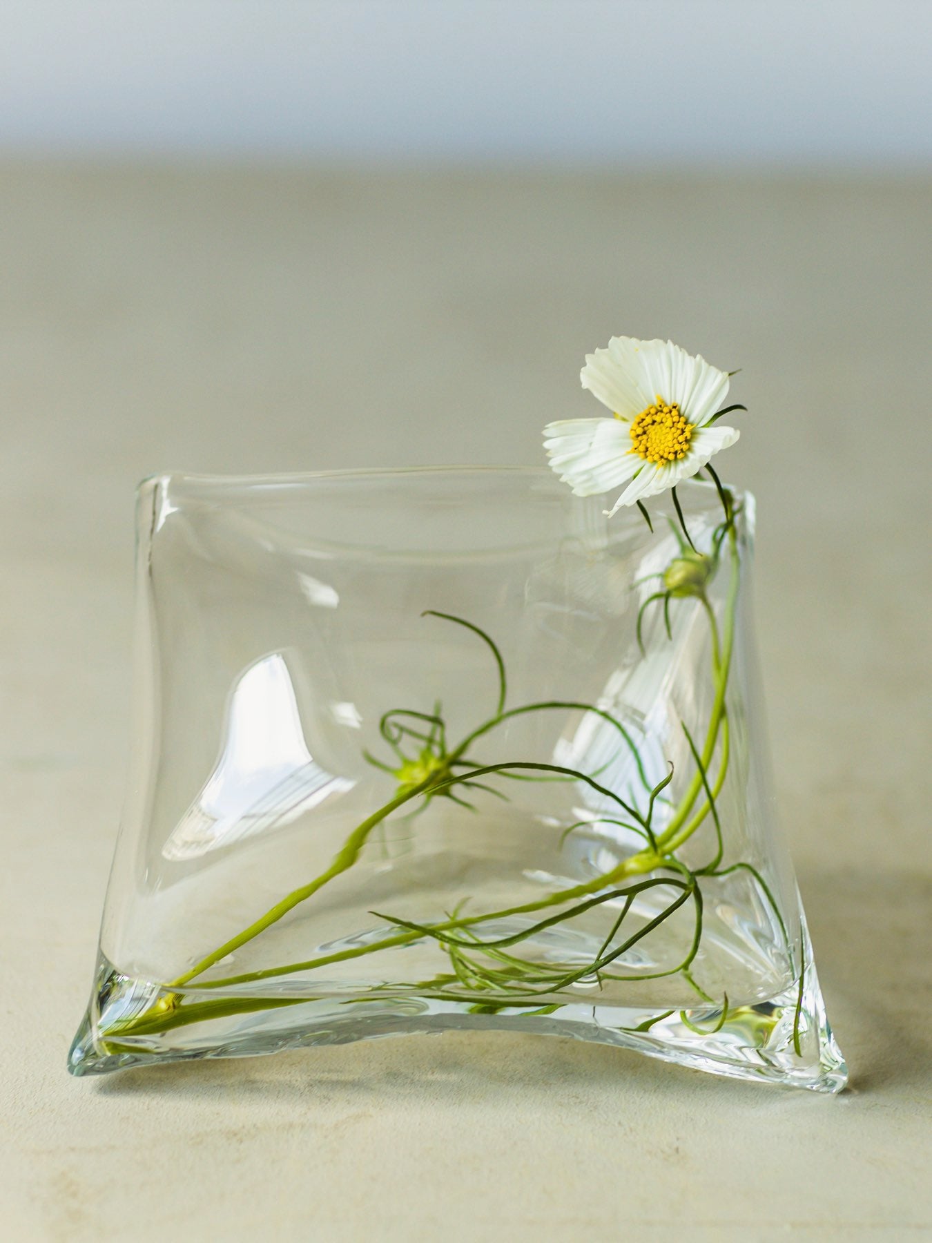 大家具子 ガラスベース square M 大家具子 ガラスベース square／M