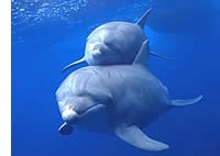 第36回｢イルカのKちゃんからのメッセージ｣ | 海のトークセッション