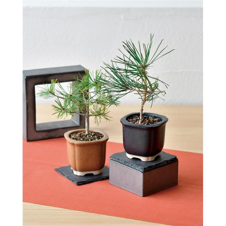 The BONSAI 栽培セット 赤松: キャラクター・バラエティ雑貨 | ロフト