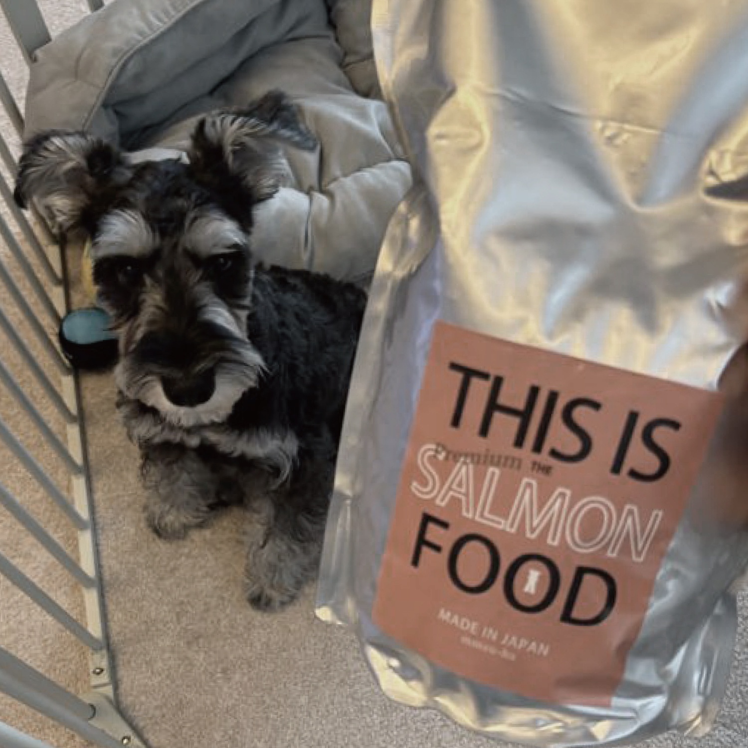 初回お試し送料無料【サーモン】シュナウザー・テリア専用ドッグフード