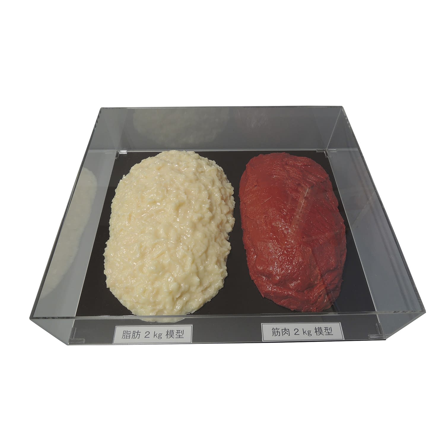 脂肪／筋肉対比セット(500g) 各500g 脂肪模型 24-8265-00 イワイ