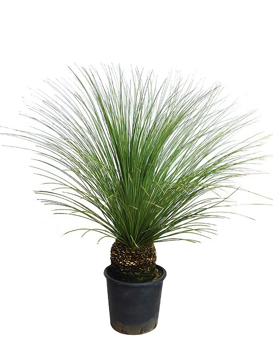 ダシリリオン・ロンギシマム | HITOTOKI by MAKIMO PLANT