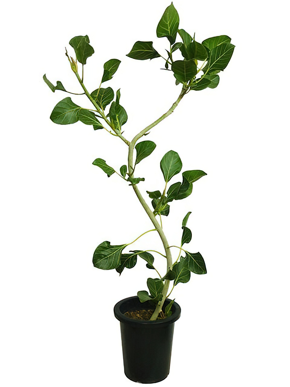 フィカス・ベンガレンシス・クリシュナ 8号サイズ -1 | HITOTOKI by