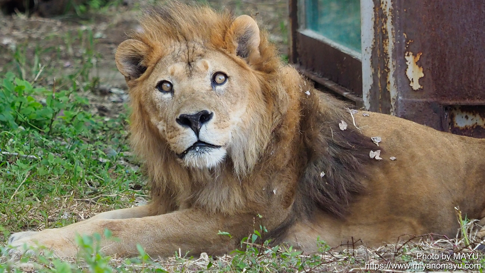 東山動植物園のライオン「サン」の訃報 | 北の暮らし ～札幌・宮の森から～