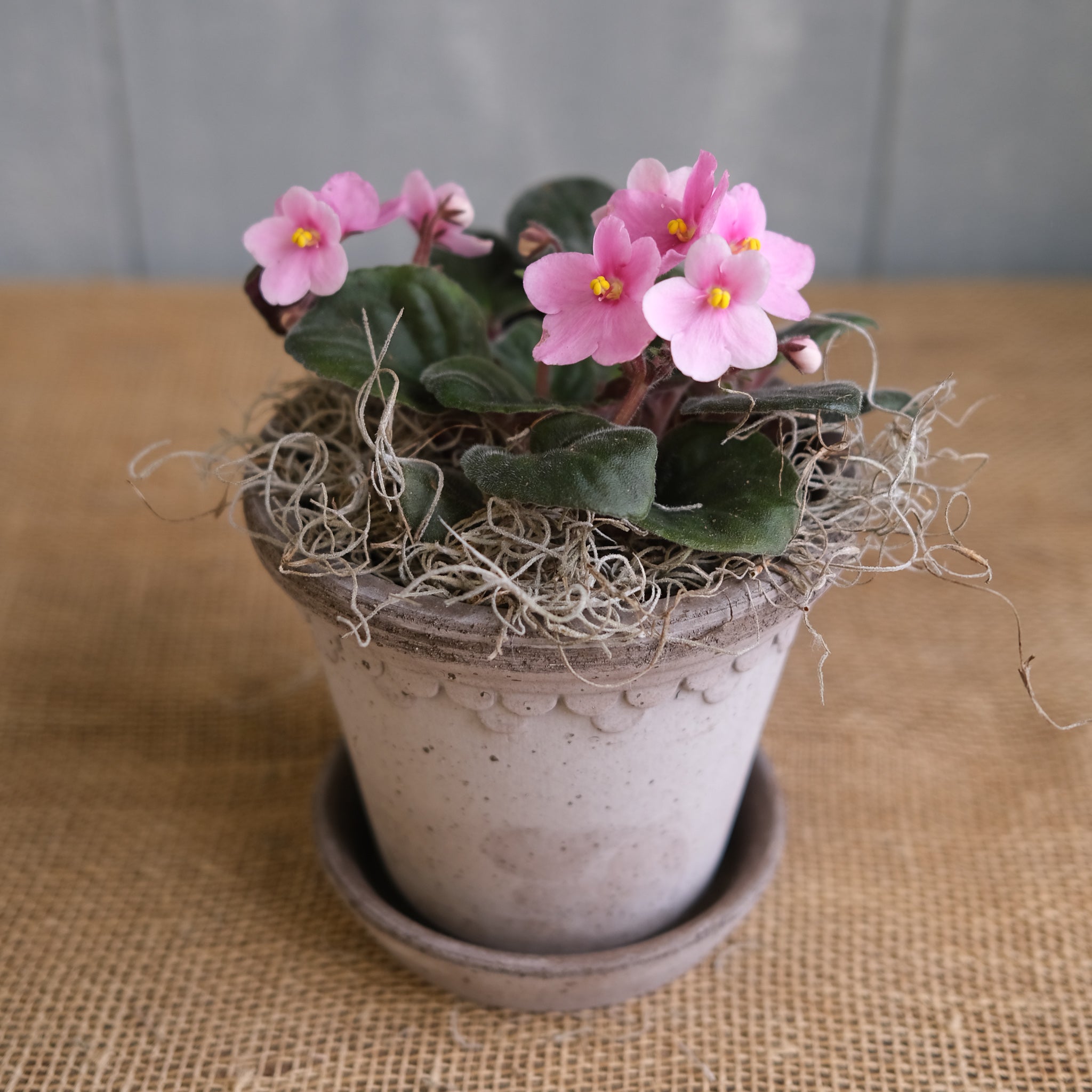 African Violet l Lexington, KY | Michler's – Michler's Florist