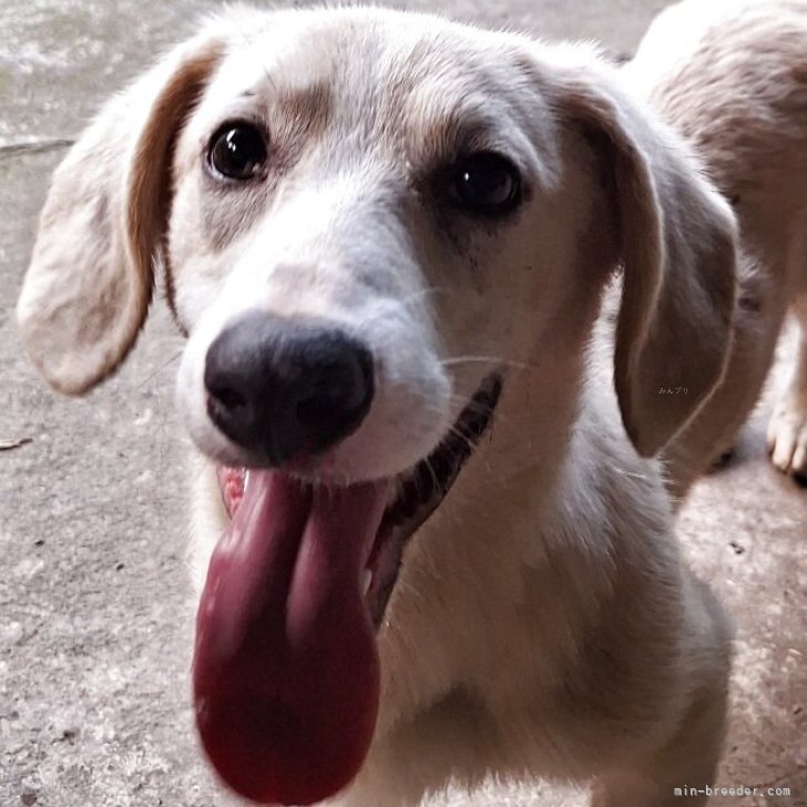 ミックス(コーギー×バセコギ)【神奈川県・男の子・2024年11月25日