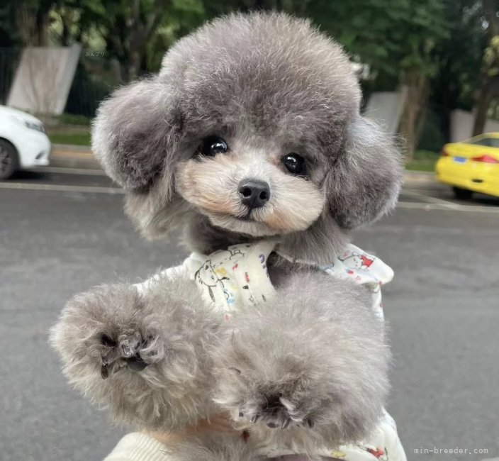 ブラックプードル様専用 UNTITLED グレー 4 トイプードル 【2021年8月4