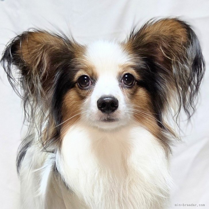 パピヨン【新潟県・男の子・2025年1月4日・トライ(ハウンドトライ