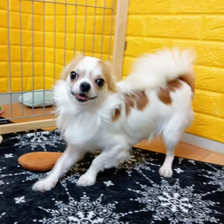 チワワ(ロング)【千葉県・男の子・2024年3月18日・レッド&ホワイト