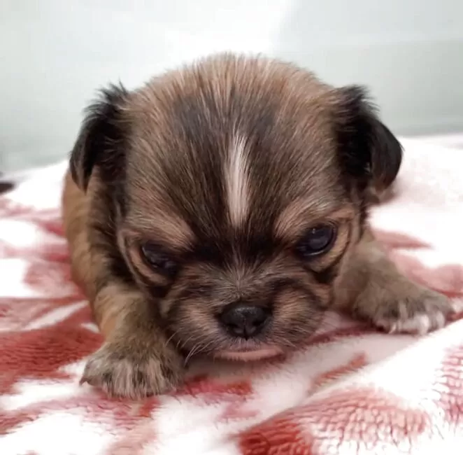 チワワ(ロング)【神奈川県・男の子・2025年6月28日・レッド&ホワイト