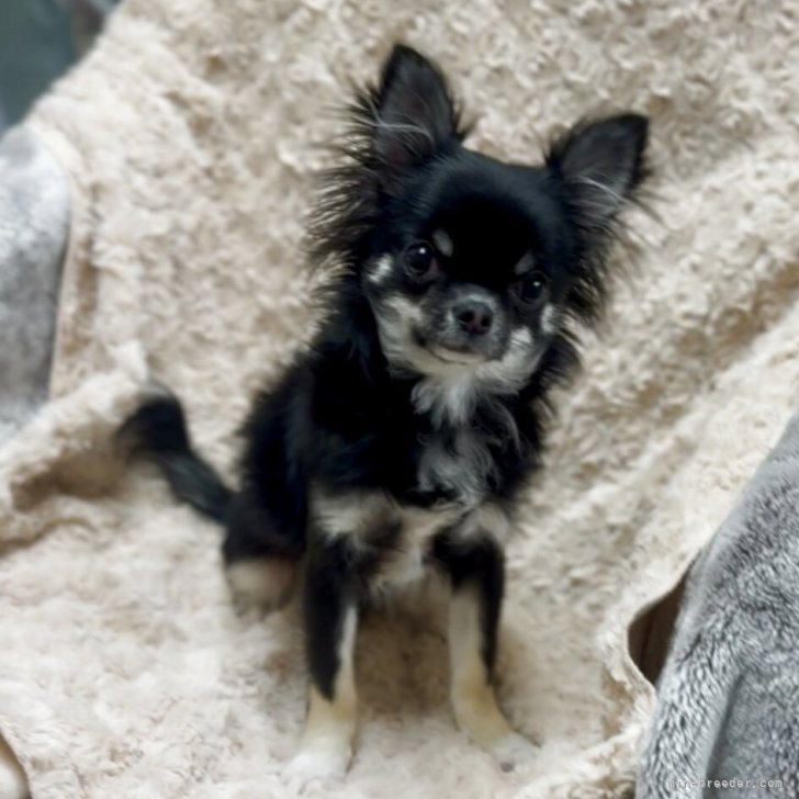 チワワ(ロング)【神奈川県・女の子・2025年7月24日・ブラックタン