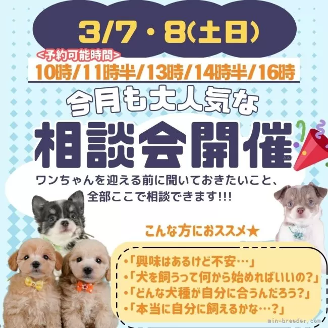 チワワ(ロング)【神奈川県・男の子・2025年10月30日・チョコレート