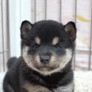 豆柴【高知県・男の子・2025年1月14日・黒】両親共に遺伝子検査クリア