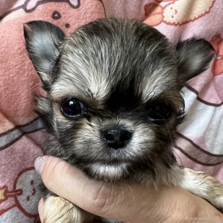 チワワ(ロング)【千葉県・男の子・2026年1月27日・レッド】父親JKCCH