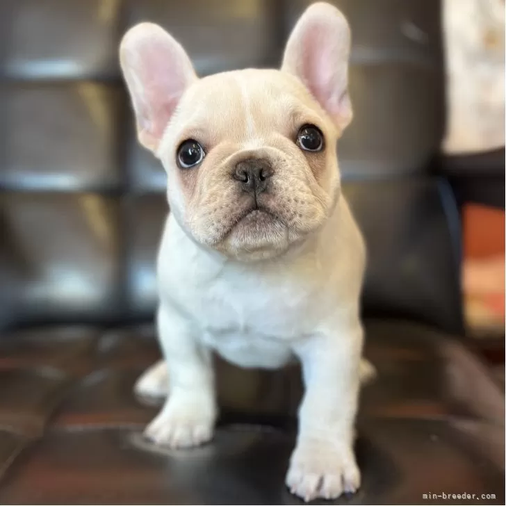 フレンチブルドッグ【岡山県・女の子・2025年11月26日・クリーム】癒し