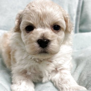 関西・近畿のマルプー(マルチーズ×トイプードル)の子犬を探す