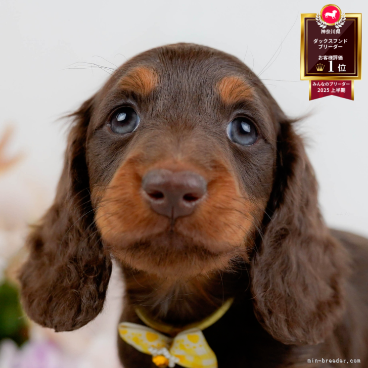 ミニチュアダックスフンド(ロング)【神奈川県・女の子・2025年12月6日