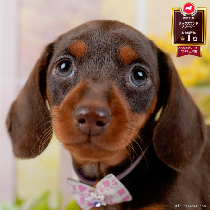 ミニチュアダックスフンド(スムース)【神奈川県・女の子・2025年11月21