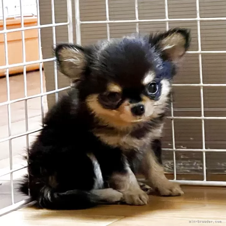 チワワ(ロング)【香川県・男の子・2025年8月13日・ブラックタン