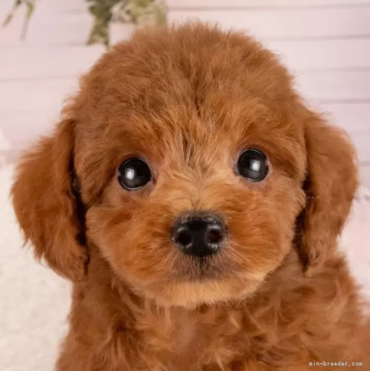 トイプードル【愛知県・男の子・2026年1月1日・レッド】3/7㈯・21