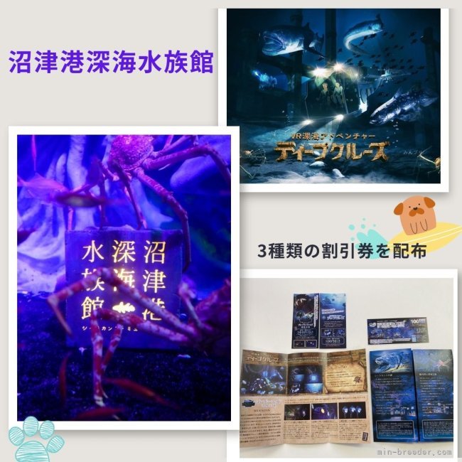 矢込晴菜ブリーダーのブログ｜🐟沼津港深海水族館の割引券をプレゼント