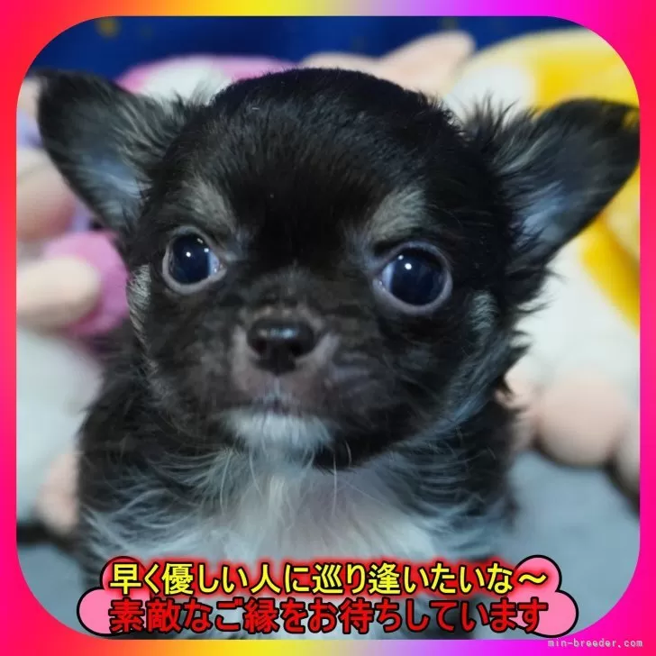 チワワ(ロング)【奈良県・男の子・2026年1月3日・ブラックタン