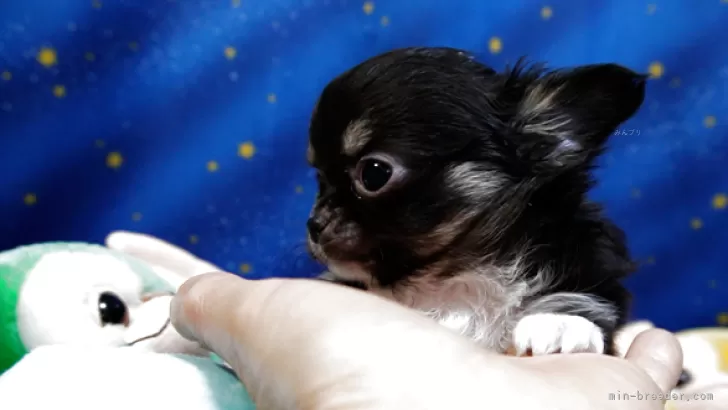 チワワ(ロング)【奈良県・男の子・2026年1月3日・ブラックタン