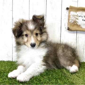 関西・近畿のシェットランドシープドッグのブリーダーを探す｜みんなの