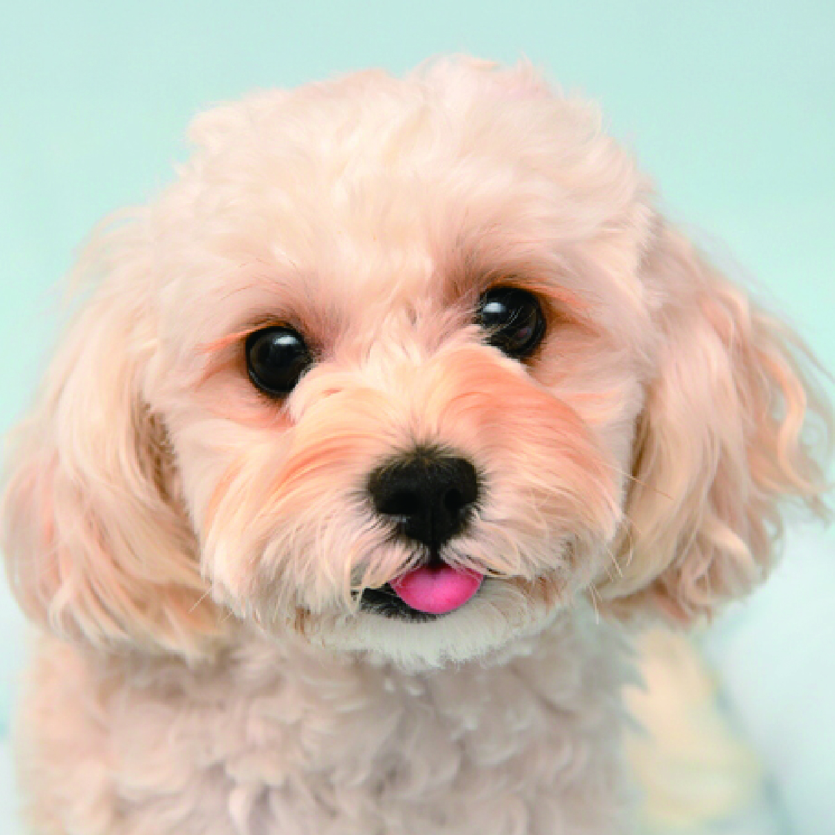 関西・近畿のマルプー(マルチーズ×トイプードル)の子犬を探す