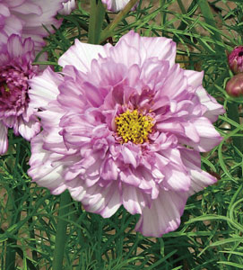 コスモス | ムラカミシード