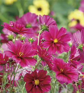 コスモス | ムラカミシード