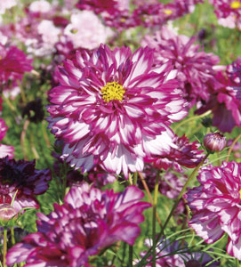 コスモス | ムラカミシード