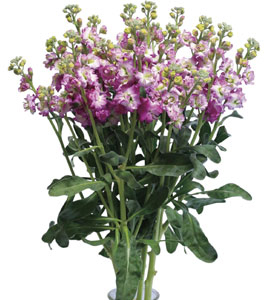 ストック | ムラカミシード