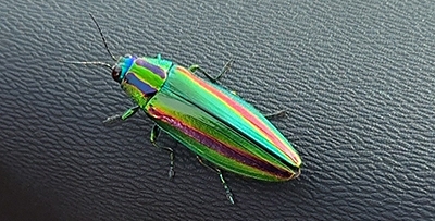 渡*辺様 36匹の緑色光沢昆虫標本 ヤマトタマムシ 装飾 渡*辺様 36匹の