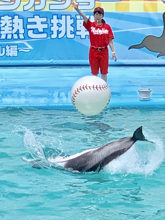 夏のイルカ・アシカショー | のとじま水族館