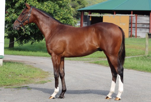 募集馬詳細（ゲットザピクチャーの24） | ノルマンディーオーナーズクラブ