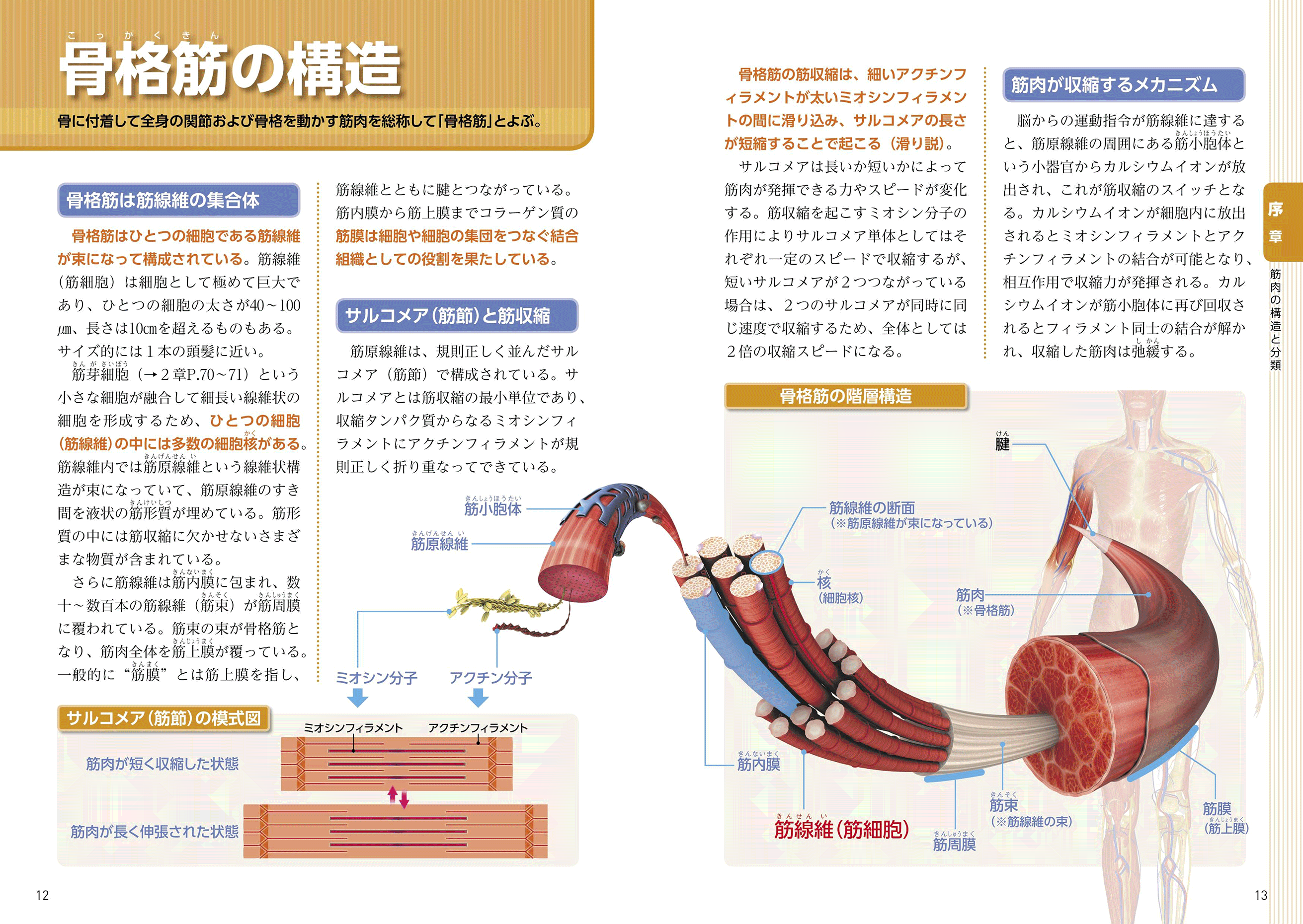 スポーツ科学の基礎知識 筋肉の機能・性質パーフェクト事典 | ナツメ社