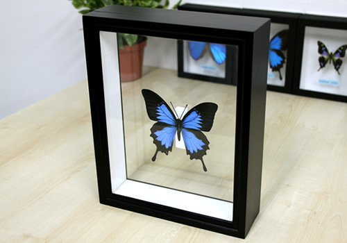 木箱をもっと見る【09】 / 蝶の標本や昆虫標本の販売専門サイト