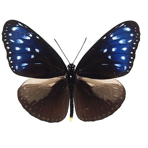 ニシキオオツバメ , アゲハ蝶科標本 , 蝶の標本 販売・通販の