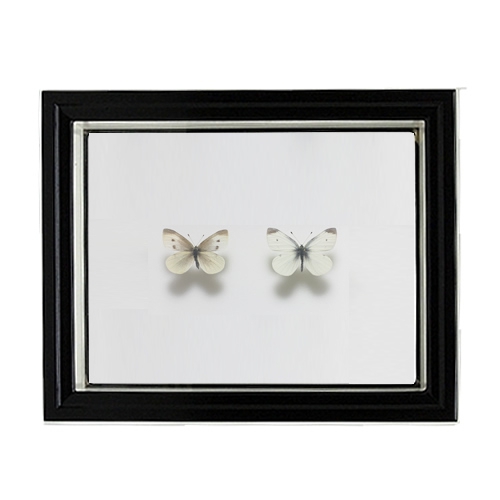 モンシロチョウ／ペアセット , セット標本 , 蝶の標本 販売・通販の
