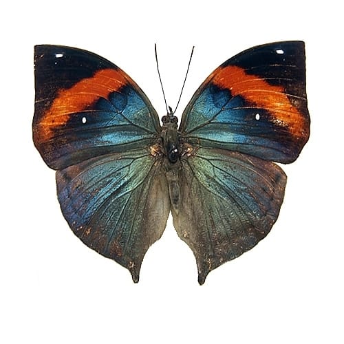 蝶の標本 インドの珍しいアゲハチョウ(A1) 蝶の標本 インドの珍しい