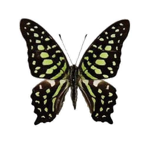 コモンタイマイ , アゲハ蝶科標本 , 蝶の標本 販売・通販のNatureShop