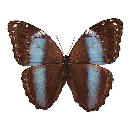 アキレスモルフォ , 蝶の標本 販売・通販のNatureShop|モルフォや