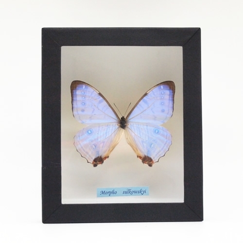 スルコウスキーモルフォ , 蝶の標本 販売・通販のNatureShop|モルフォ