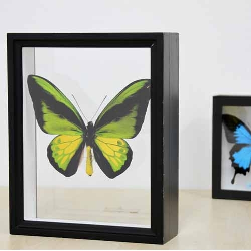 送料無料】ゴライアストリバネアゲハ , アゲハ蝶科標本 , 蝶の標本